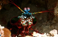 Raja Ampat 2016 - Odontodactylus scyllarus - Peacock Mantis - Squille multicolore - IMG_4824_rc